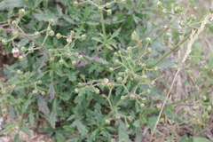 Scrophularia heterophylla