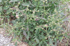 Scrophularia heterophylla