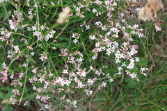 Asperula cynanchica