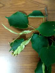 Tilia cordata