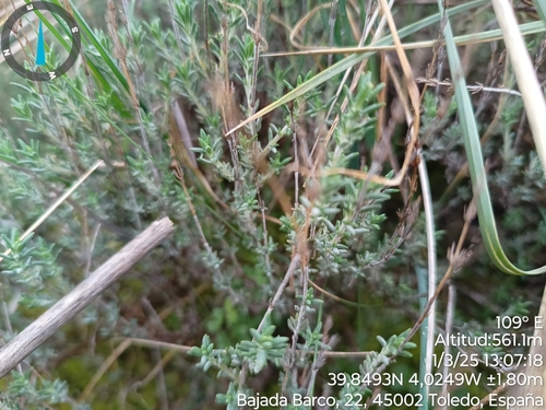 Image of Thymus zygis by no rights reserved