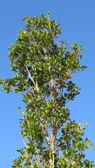 Tabebuia stenocalyx