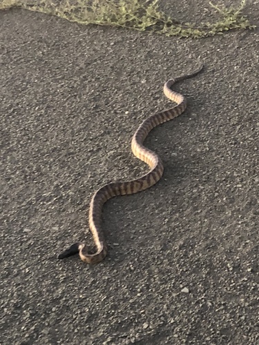 Black-headed Python sighting