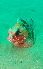 Gulf Gurnard Perch photo 3