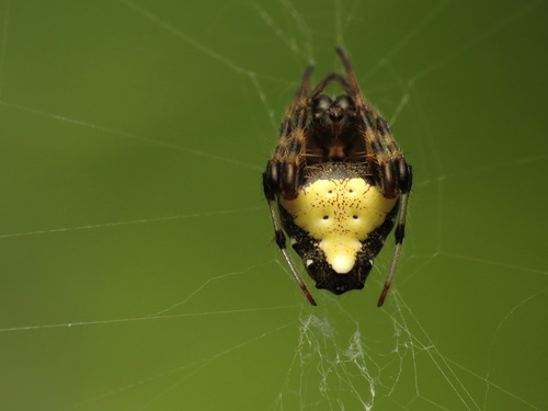 Arrowhead orbweaver