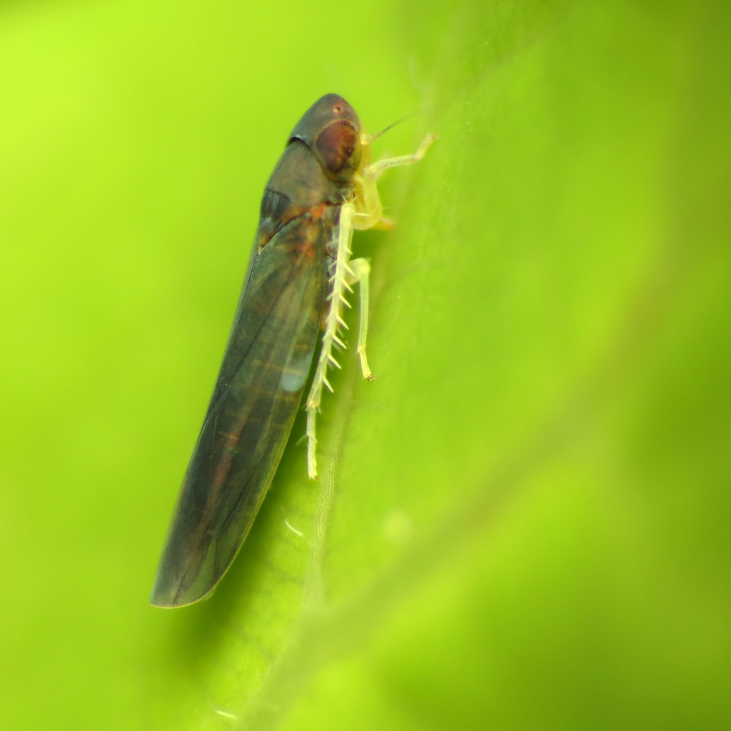 Joruma pisca