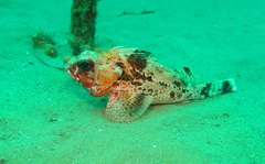 Gulf Gurnard Perch photo 5