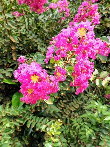 Image of Lagerstroemia indica by (c) Lucas Kaminski, some rights reserved (CC BY)