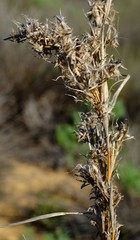 Cymbopogon marginatus