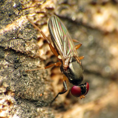 Heteromeringia nitida