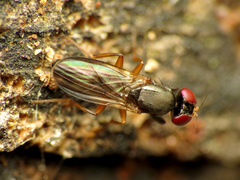 Heteromeringia nitida