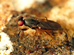 Heteromeringia nitida