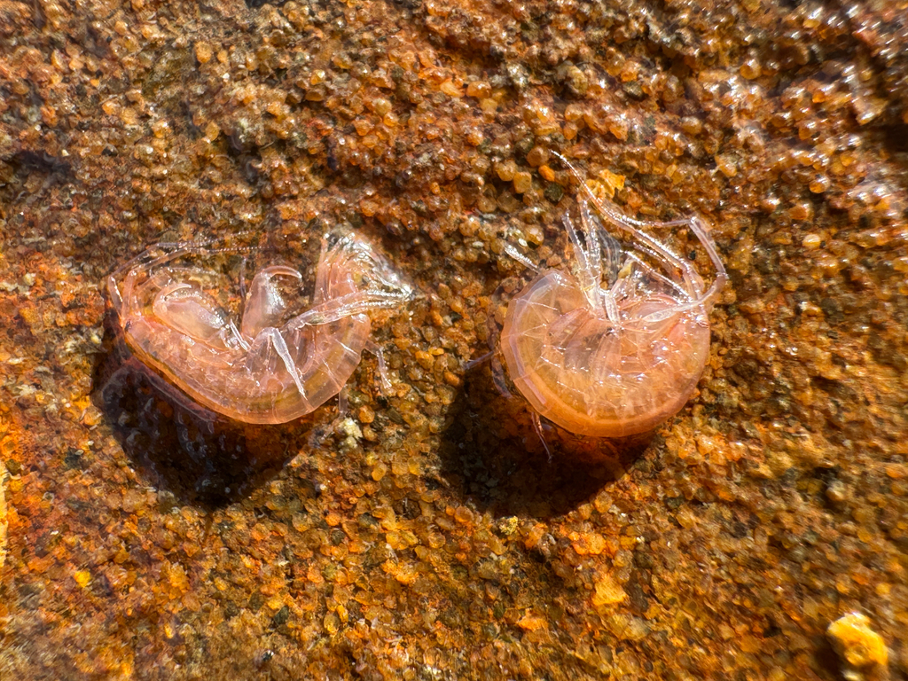 Maera grossimana