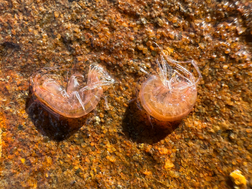 Maera grossimana