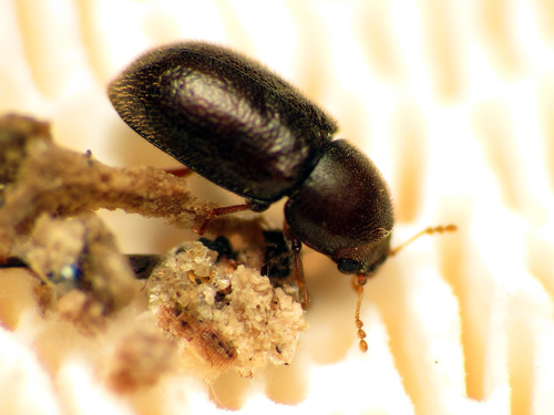Ciidae