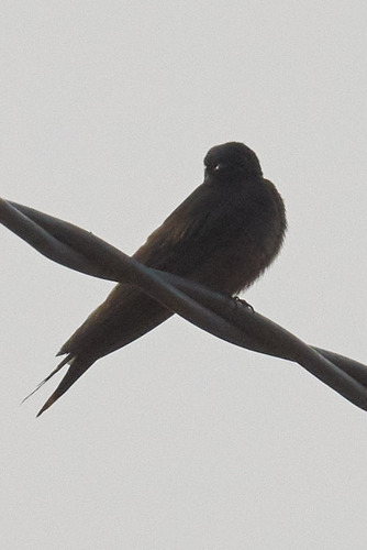 Fanti Saw-wing (Psalidoprocne obscura), photo 8
