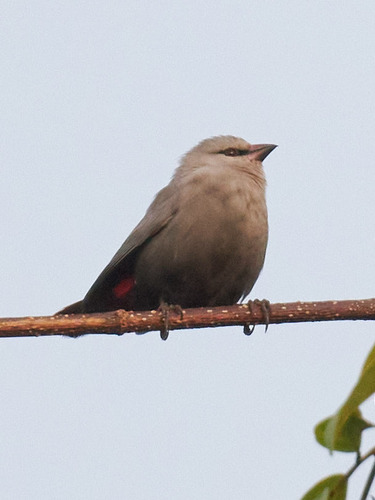 Lavender Waxbill (Glaucestrilda caerulescens), photo 6