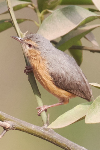 Northern Crombec (Sylvietta brachyura), photo 5