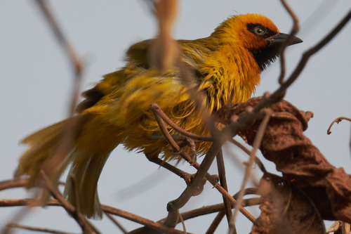 Olive-naped Weaver (Ploceus brachypterus), photo 7