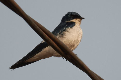 Pied-winged Swallow (Hirundo leucosoma), photo 3