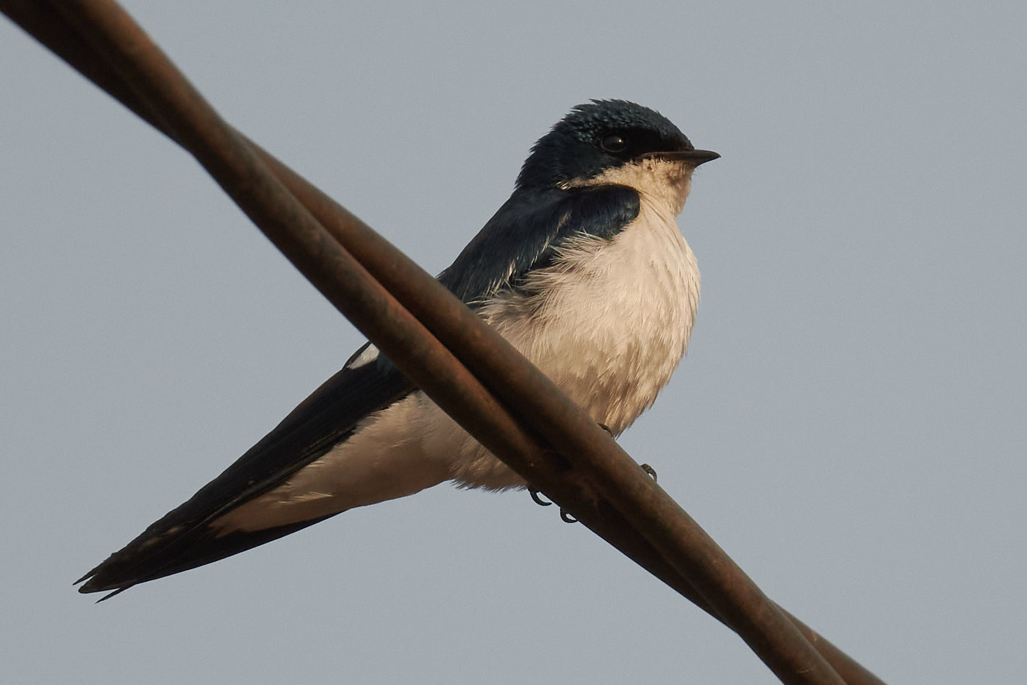 Pied-winged Swallow illustration