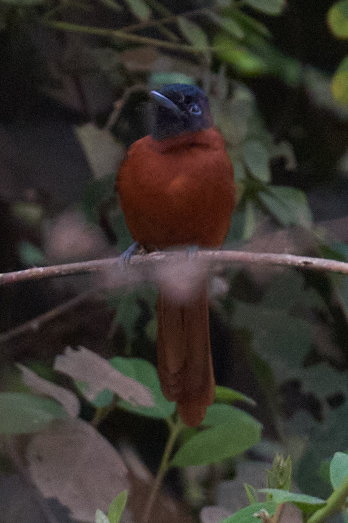 Red-bellied Paradise Flycatcher (Terpsiphone rufiventer), photo 3