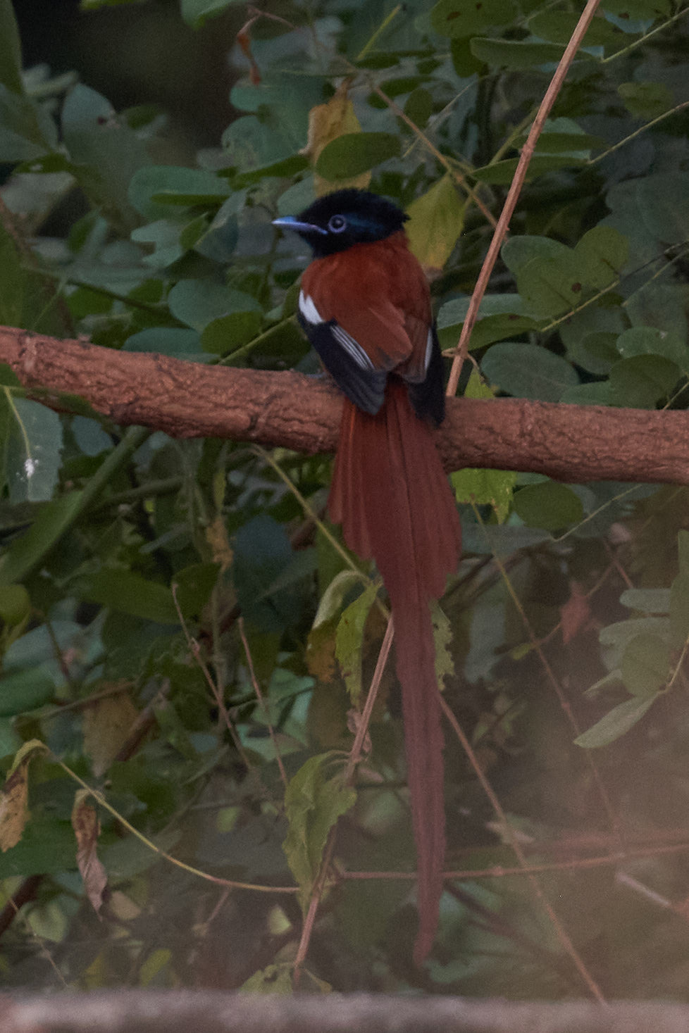 Red-bellied Paradise Flycatcher (Terpsiphone rufiventer), photo 5