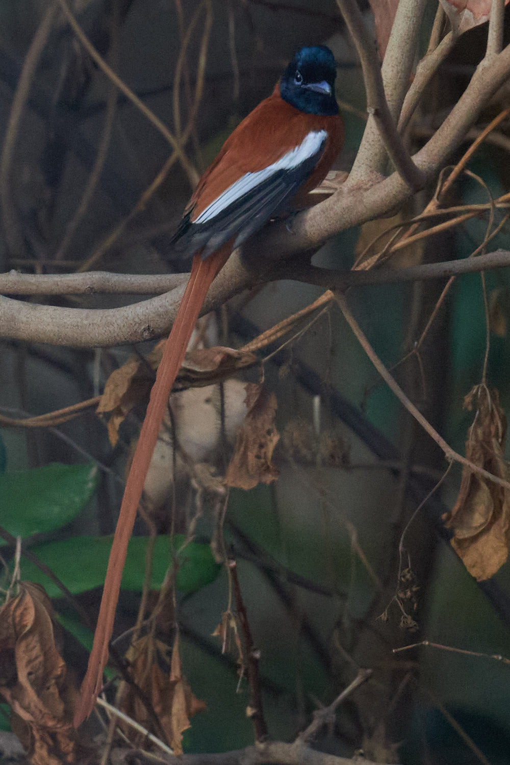 Red-bellied Paradise Flycatcher (Terpsiphone rufiventer), photo 4