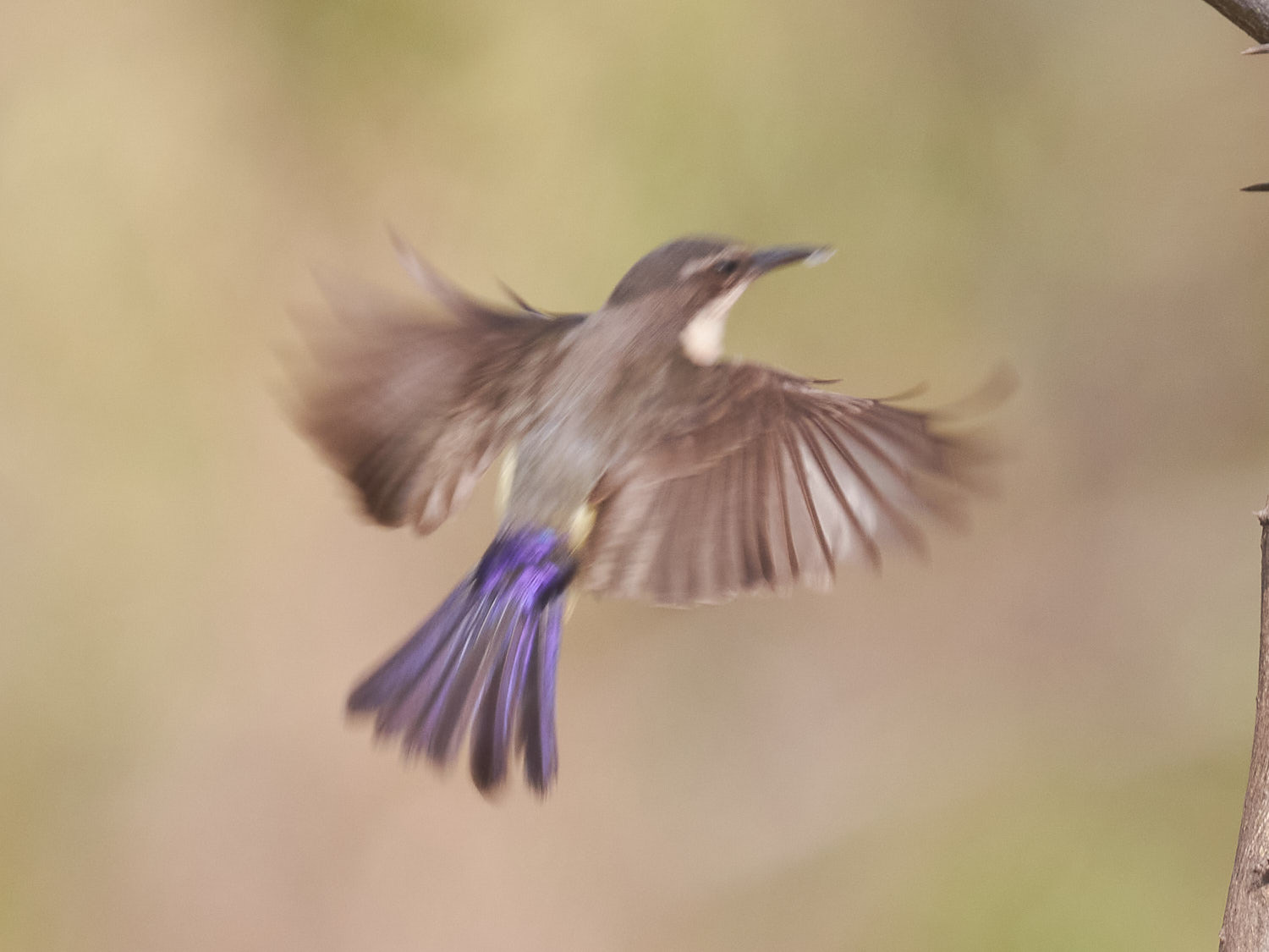 Western Violet-backed Sunbird (Anthreptes longuemarei), photo 1