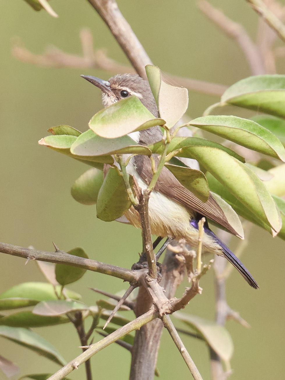 Western Violet-backed Sunbird (Anthreptes longuemarei), photo 2