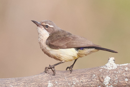 Western Violet-backed Sunbird (Anthreptes longuemarei), photo 7