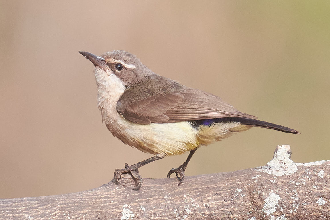 Western Violet-backed Sunbird (Anthreptes longuemarei), photo 7