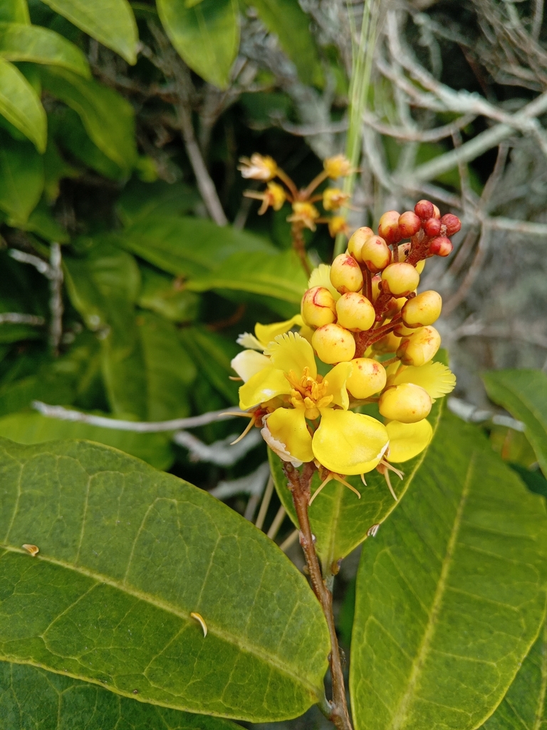 Acridocarpus longifolius