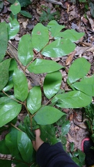 Cynometra malaccensis
