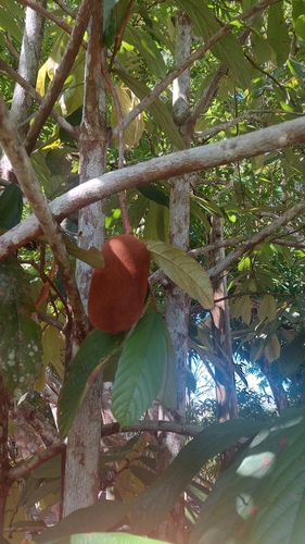 Theobroma grandiflorum, photograph 4