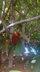 Theobroma grandiflorum, photograph (c) Marcelo Venturi, some rights reserved (CC BY-SA)