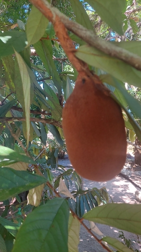 Theobroma grandiflorum, photograph 5