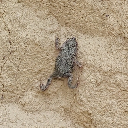 Rhinella nattereri