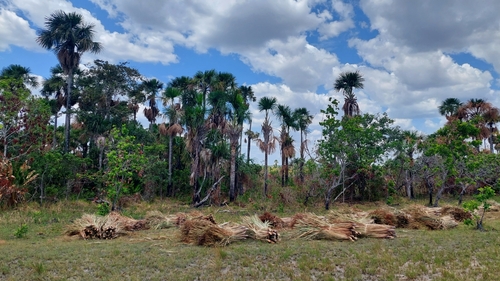 moriche palm