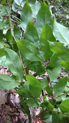 Cynometra malaccensis