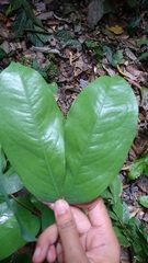 Cynometra malaccensis