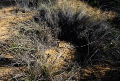 Cymbopogon marginatus