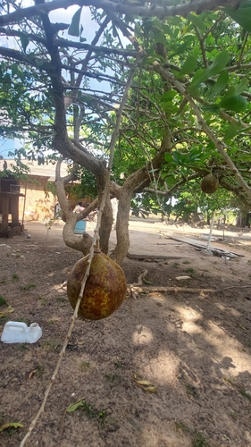 Calabash Tree