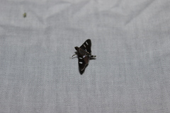 Desmia ploralis