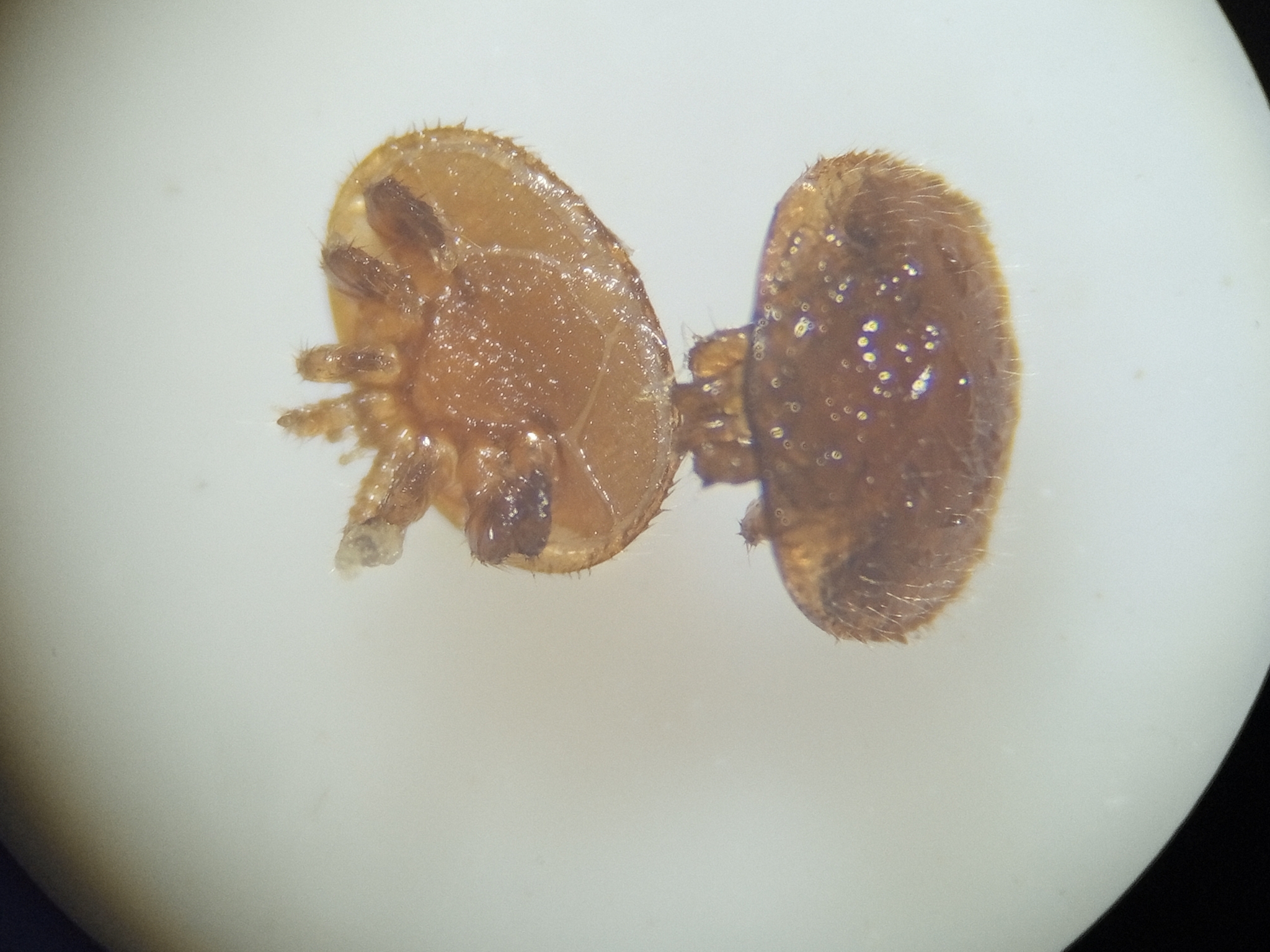 Varroa destructor Anderson & Trueman, 2000