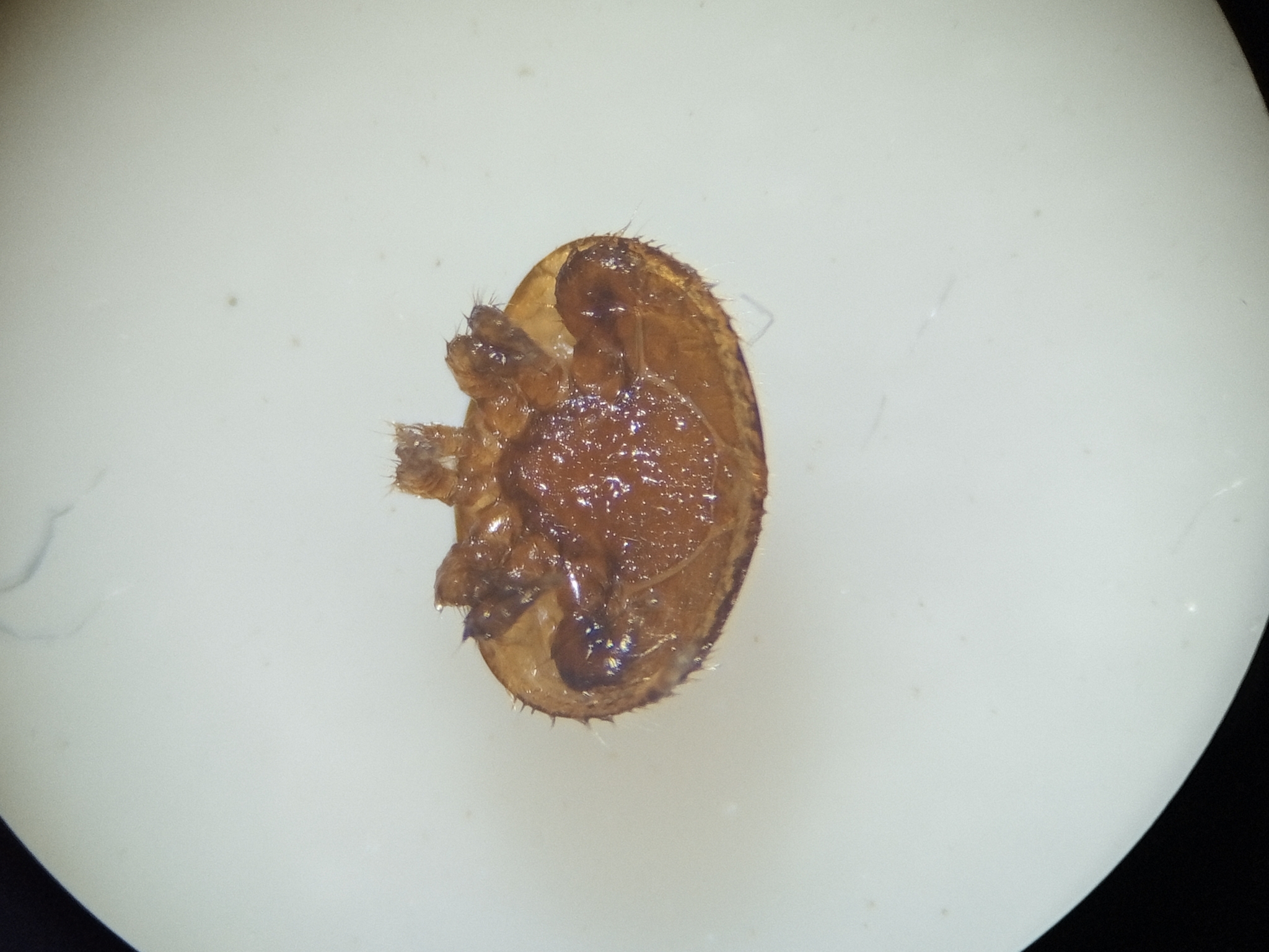 Varroa destructor Anderson & Trueman, 2000