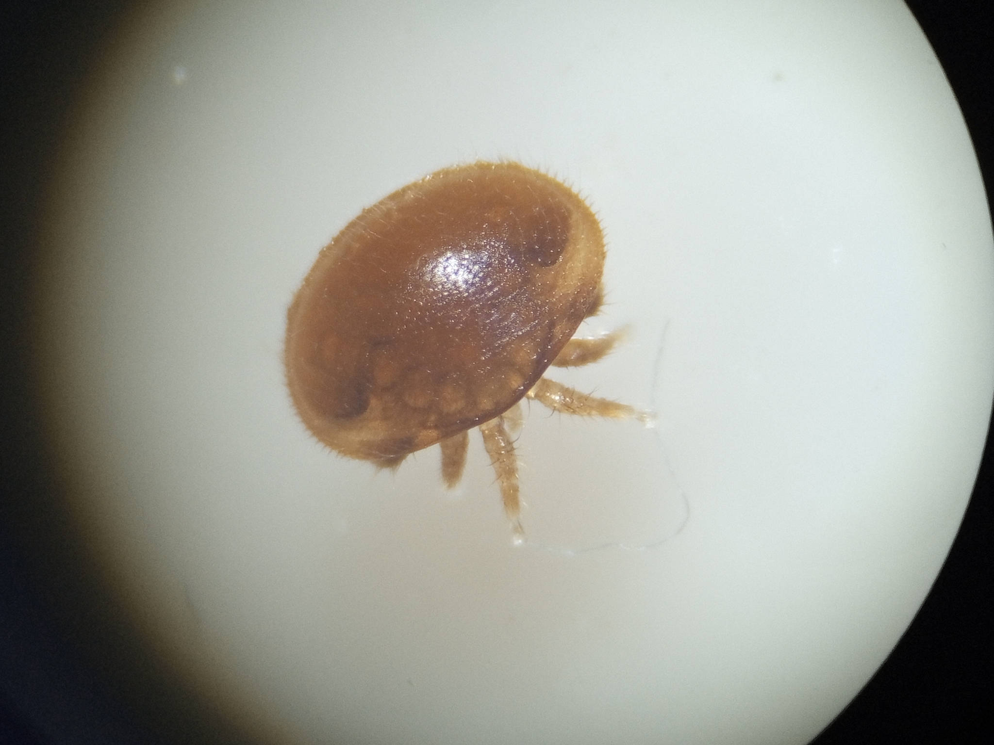 Varroa destructor Anderson & Trueman, 2000