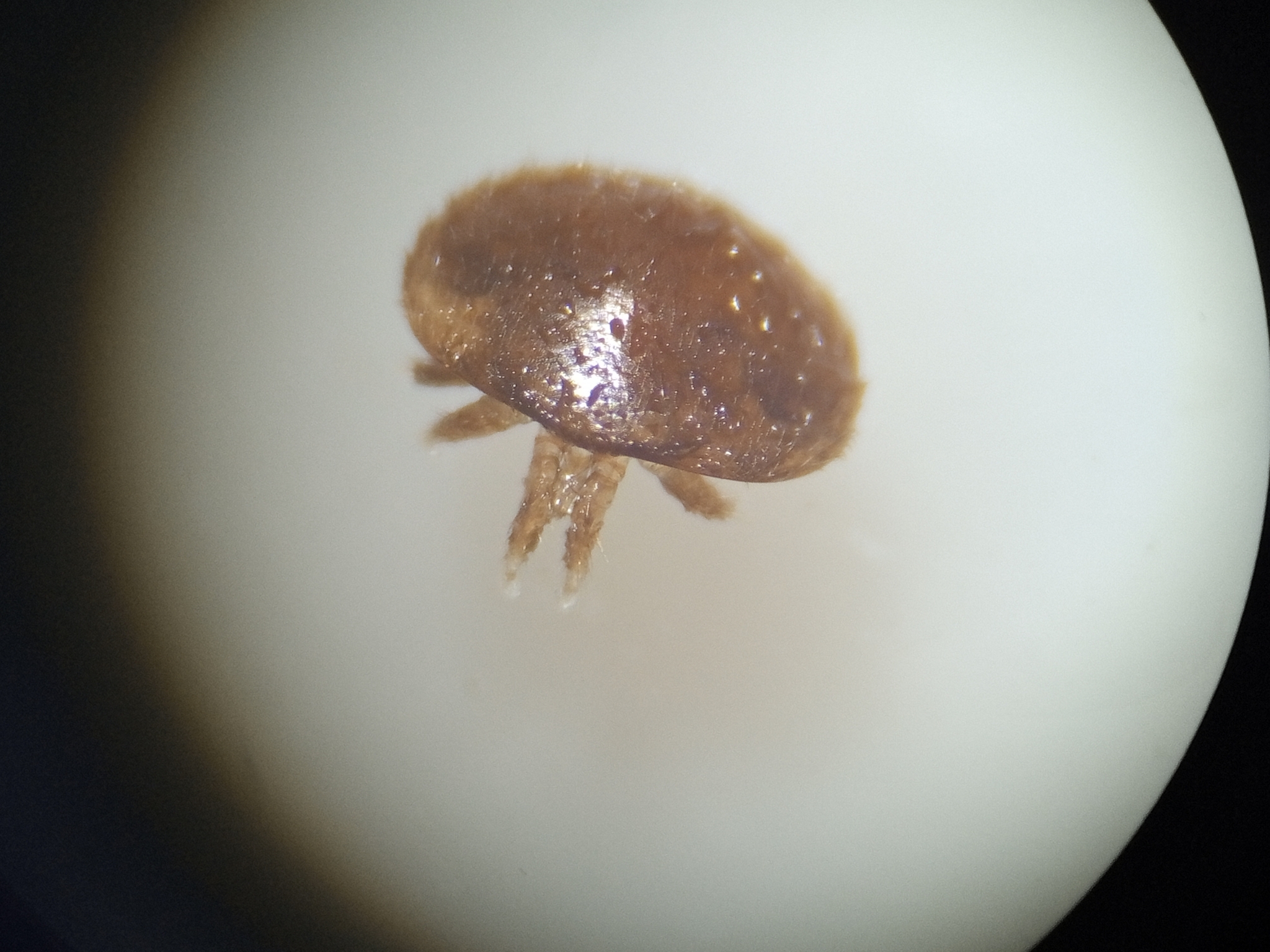 Varroa destructor Anderson & Trueman, 2000