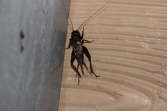 Gryllus rubens
