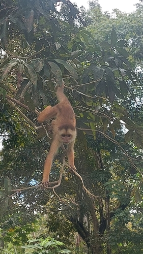 Spix's White-fronted Capuchin